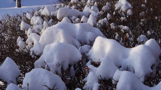 冬天公园老树小河雪景