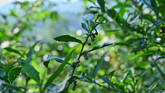 阳光下的茶园绿茶茶树叶子茶籽光影