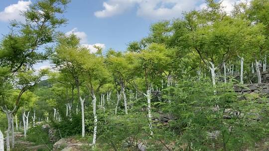 济南城区南部野峪顶，蓝天白云俯瞰城市全貌