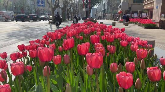 济南街头的郁金香花海，街头郁金香视频素材模板下载