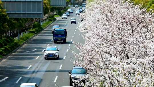 北仑美丽樱花道路