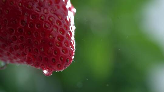 草莓上的水滴微距景观视频素材模板下载