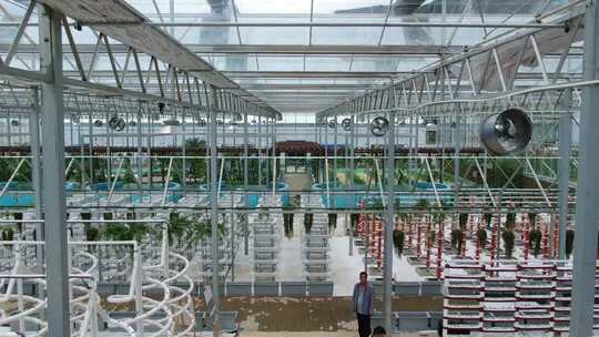 温室大棚内蔬菜种植场景