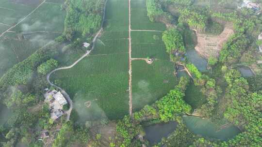 海南春茶花园航拍视频素材模板下载