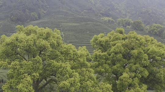 茶茶叶红茶艺采茶泡茶红茶山春茶道茶园农业