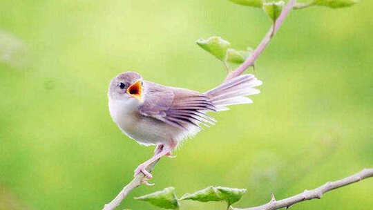 阳光明媚小鸟啼鸣鸣叫知了鸣叫远处 阳光明媚小鸟啼鸣鸣叫知了鸣叫远处