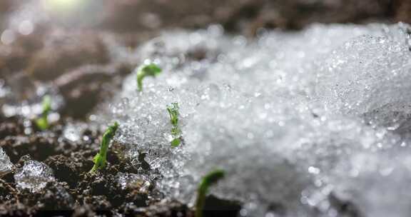 冬去春来冰雪消融植物生长种子发芽