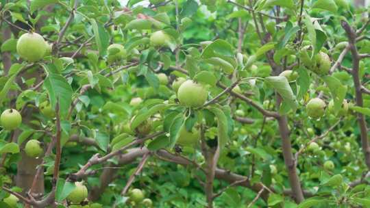 夏天未成熟的小苹果与果树