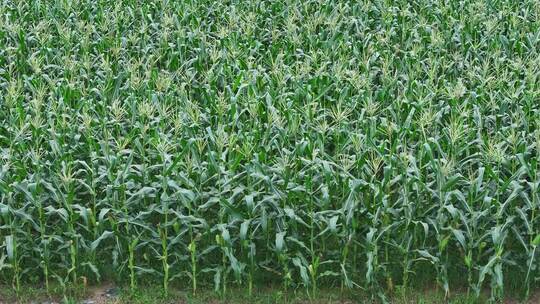 玉米种植杂粮农业穗玉米地实拍