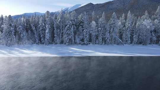 新疆喀纳斯雪景-雾河雪松左行