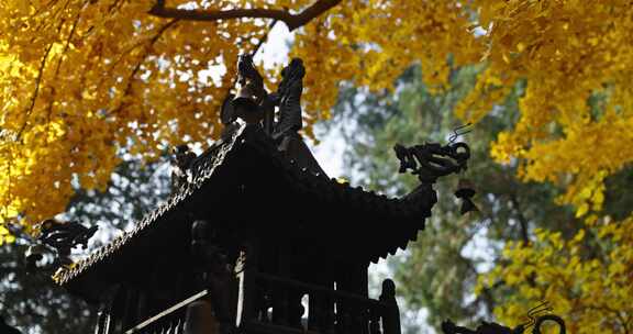 北京秋天红叶 秋景