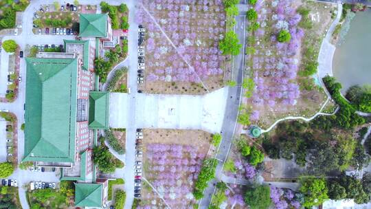 广州华南农业大学紫荆花高空航拍视频素材模板下载