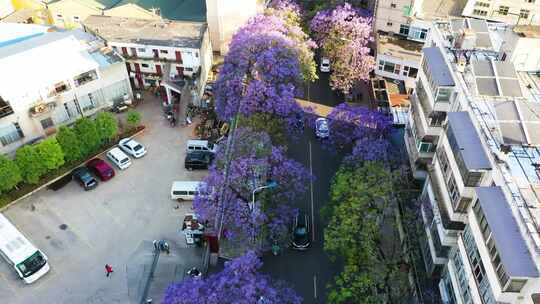 昆明蓝花楹航拍 教场中路