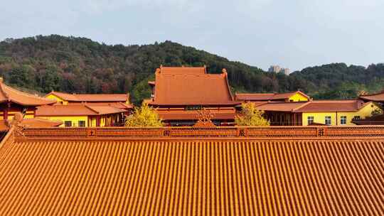 湖南长沙网红古寺庙洗心禅寺银杏唯美