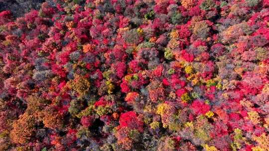 辽宁本溪秋天枫叶本桓公路
