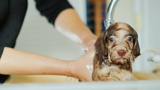 女人在为小狗洗澡