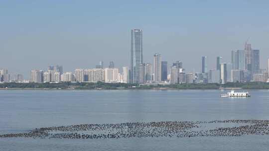 深圳湾候鸟鸬鹚群