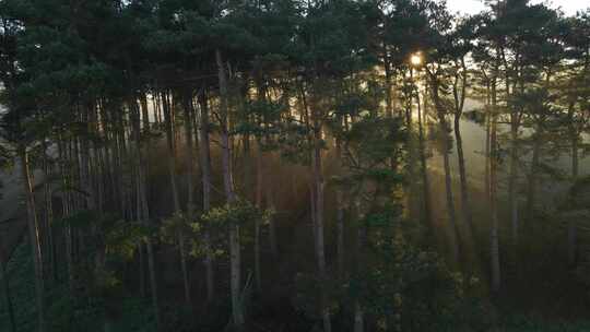 当阳光穿过树林时，无人机航拍