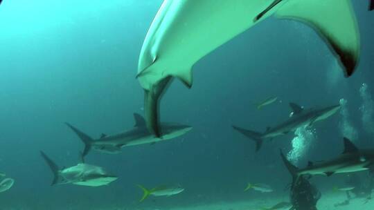 鲨鱼在海底游泳的镜头视频素材模板下载