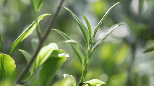 清晨茶树上的嫩茶叶