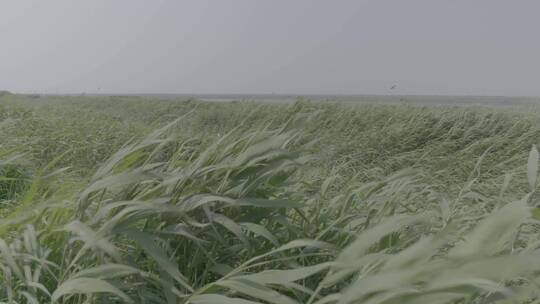 河边狂风日落芦苇荡LOG视频素材