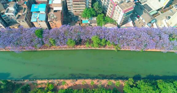 昆明蓝花楹航拍