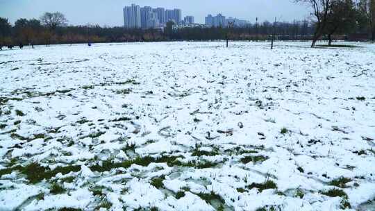 冬天唯美雪景绿叶红花上的雪