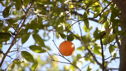 树上的橘子熟了