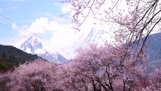 雪山下的桃花