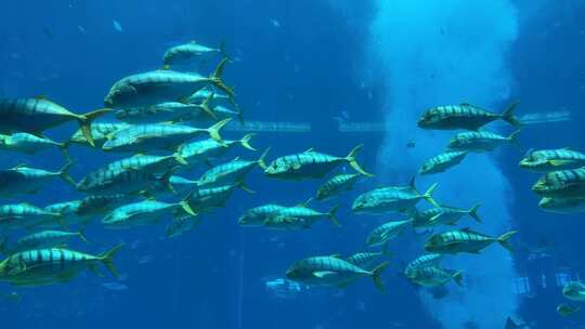 水族馆里的热带鱼