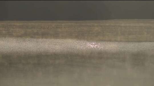 森林湖面水面晨雾树林唯美天然氧吧