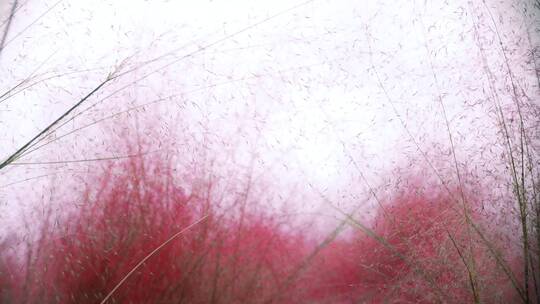 粉红色粉黛草浪漫花海