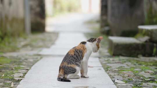 徽州古村落里的小猫