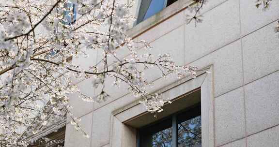 长沙晚安家居文化园樱花