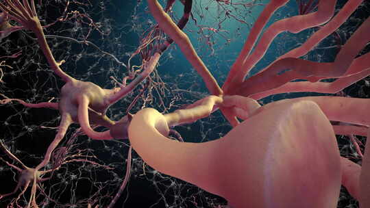 神经细胞负责脉冲传输电信号