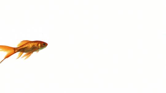 游动的金鱼视频素材模板下载