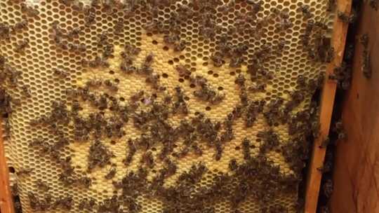 蜜蜂 蜂巢 蜂蜜 养蜂视频素材模板下载