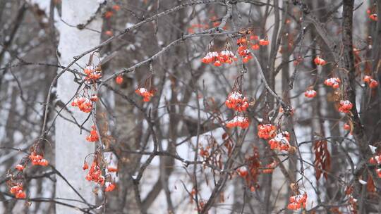 大兴安岭冬季雪中的花楸