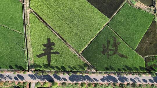 航拍乡村振兴稻田画，期待丰收