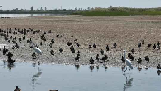 4k航拍黑河湿地水鸟鹤视频素材模板下载