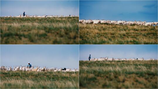 【合集】草原 山羊 羊群 放牧视频素材模板下载
