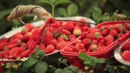 草莓 摘草莓
