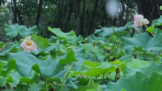 夏天雨水荷花荷叶雨滴雨景