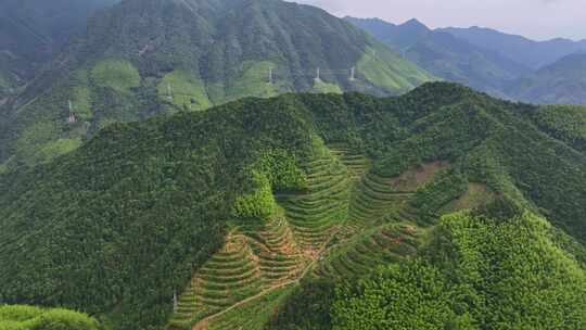 航拍安徽黄山毛峰茶田高海拔茶园