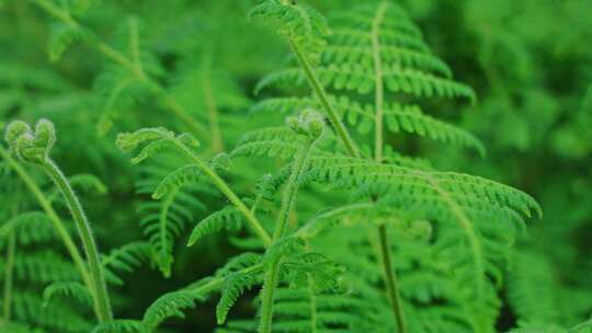 蕨类绿色植物绿叶雨滴雨天森林大自然