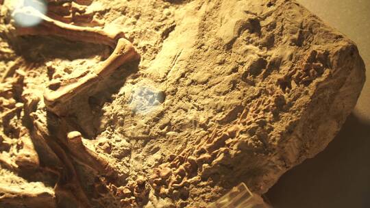 古生物恐龙骨架化石标本视频素材模板下载