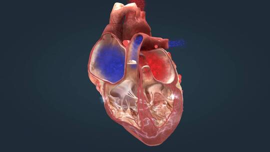 医学人体心脏心血管心动周期电脉冲心脏运转