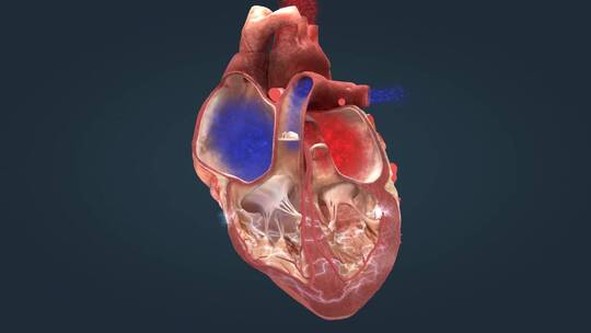 医学人体心脏心血管心动周期电脉冲心脏运转视频素材模板下载