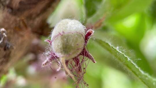 植物桃树树叶结果花昆虫叶子