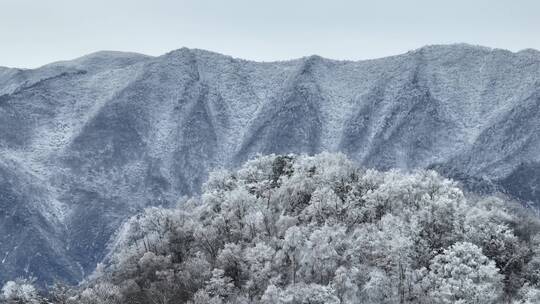 航拍湖北神农架原始森林群山冬季雪景雪松